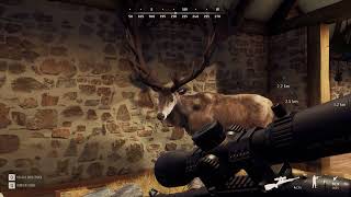 2ND 5 STAR RED DEER WAY OF THE HUNTER Tikamoon Plains PC 2024 [upl. by Valentina]