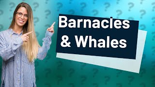 Why do barnacles grow on whales [upl. by Dryfoos109]