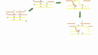 Roturas de la doble cadena del ADN [upl. by Yelekalb]