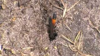 Solitary Sand Wasp Podalonia sp Dunwich Heath Suffolk [upl. by Mohsen343]