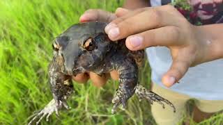 🐸 Jia Pimenta rã pimenta Leptodactylus labyrinthicus [upl. by Aihtebat253]