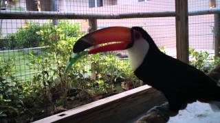 Toco Toucan Courtship Vocalization [upl. by Aliakim]