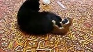 Stoat vs Cat stoat attacks cat [upl. by Lrad]