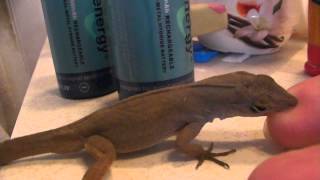 Big Brown Anole Lizard [upl. by Dray715]