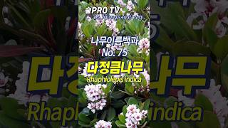 다정큼나무 이름 유래와 특징 다정큼나무 Rhaphiolepisindica 난대숲 [upl. by Borras]