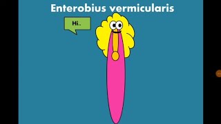 Enterobius vermicularis Pinworm  Oxyuris الدودة الدبوسية [upl. by Evangelin234]