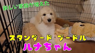 スタンダードプードルの子犬が我が家にやってきた！A standard poodle puppy came to our house [upl. by Claudine99]