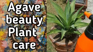 AGAVE plant care  tip burning [upl. by Eeimaj299]