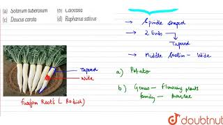 Fusiform roots are found in [upl. by Nor]