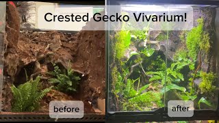 Crested Gecko Vivarium Build 18x18x24 planted tank [upl. by Baillieu941]