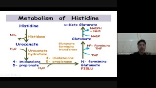 Histidine Metabolism in glance [upl. by Sola]