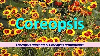 Cultural Tips for growing Coreopsis Coreopsis tinctoria [upl. by Itsur879]