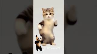 23❤😻🐾Cute kitten cat lovecats cats catvideos kittens catlover princesscat kitten [upl. by Lebazej]