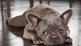 8hours Sleep and relax Music For Dogs Cats amp All Pets Stress Relief Anxiety Healing Music 0079 [upl. by Perren]