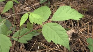 Jewelweed Grows Next to Poison ivy [upl. by Ednyl]