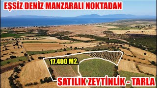 DENİZ MANZARALI İÇİNDE YETİŞMİŞ ZEYTİN AĞAÇLI 17400 M2 SATILIK TARLA [upl. by Jordanson]