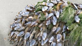 Gooseneck barnacles live on log at the beach  Washington Wildlife [upl. by Oinafipe]