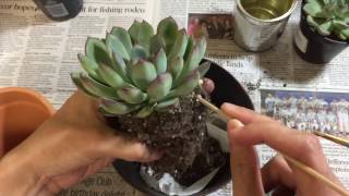 Repotting My Echeveria Pulidonis [upl. by Weylin]