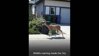 Lethbridge Wildlife roaming the City wildlife lethbridge [upl. by Yrome]