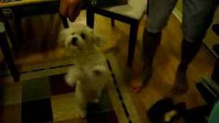 havanese circus training [upl. by Dnomde]