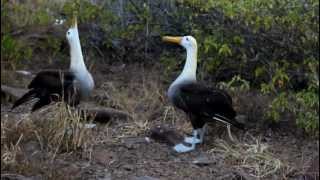 Galapagos Albatross Mating Dance [upl. by Lasser]