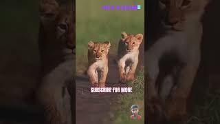 PART 2 lion animals amazingfacts wildlife new trending latest facts shorts lion power [upl. by Akcimehs]