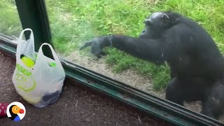 SMART Chimp Asks Zoo Visitors For Drink  The Dodo [upl. by Parik662]