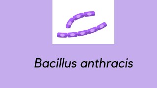 Bacillus anthracis Medical Microbiology [upl. by Ennis]