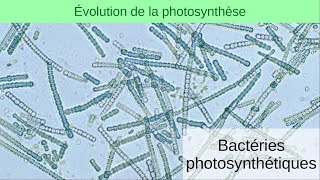 Évolution de la photosynthèse 2  Bactéries photosynthétiques [upl. by Roxy]