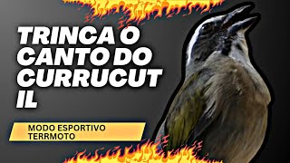 CURRUCUTIL NO CANTO ESPORTIVO TERREMOTO [upl. by Pani555]