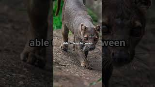 Fascinating Facts About the Fossa facts wildlife youtubeshorts madagascar nature animals [upl. by Vastha445]