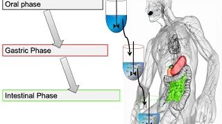 Trypsin Assay for In Vitro Food Digestion 2014 Minekus et al Food amp Function [upl. by Neelrahc]