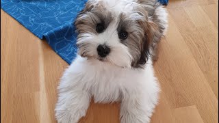 Playful havanese puppy 😅 😍 [upl. by Ideih]