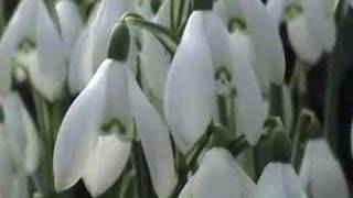 Springtime in Scotland Snowdrops amp grass growing [upl. by Gilletta670]