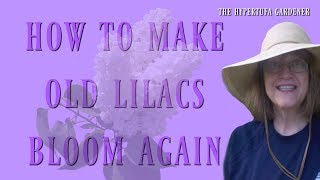 How to Make Old Lilacs Bloom Again [upl. by Flatto804]