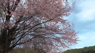 龍泉寺墓地の桜 201553 福島県只見町布沢 00066 [upl. by Imeka]