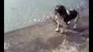 Springer spaniel jumping into water [upl. by Airahcaz113]