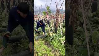 Green skinned wax gourd harvesting process [upl. by Edaw]