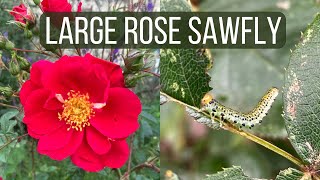 How to Identify and Control Large Rose Sawfly [upl. by Aundrea]