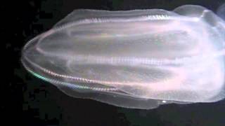 Ctenophore combjelly swimming [upl. by Aehsila]