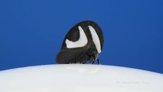 Treehopper Membracis foliata calbum doing Somersaults [upl. by Ava]