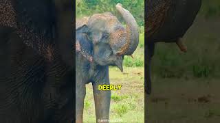 The Remarkable Memory of Elephants 🐘 [upl. by Dabbs]