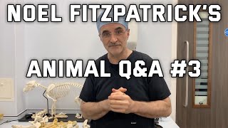 Animal QampA 3 with Noel Fitzpatrick  22nd May 2020 [upl. by Ottilie]