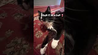 20 dollar per cupwe used picture of straycat funny shorts viralvideo fyp [upl. by Laehcar]