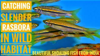 Catching SLENDER RASBORA beautiful indian fish  Aqua adventure [upl. by Scarface]