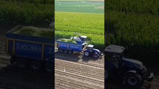 Chopping corn silage ClassJaguar990 Zaccaria trail NewHollandT7245 farming agriculture farmlife [upl. by Iclehc]