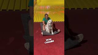 Service dog loves going down slides with mom ❤️ [upl. by Jehoash]