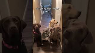 dogs compilations shortsfeed dogs [upl. by Nylorak]