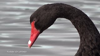 Get Lost in the Serene World of Black Swans  Bibra Lake Nature Relaxation [upl. by Yelah930]