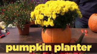 Always Crafting Carve a pumpkin into a planter for your mums [upl. by Jessie893]